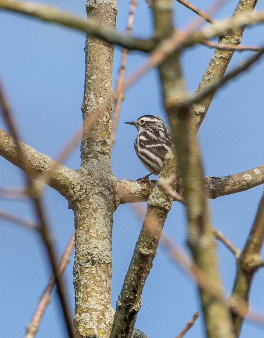 Black-and-white Warbler - ML618655219