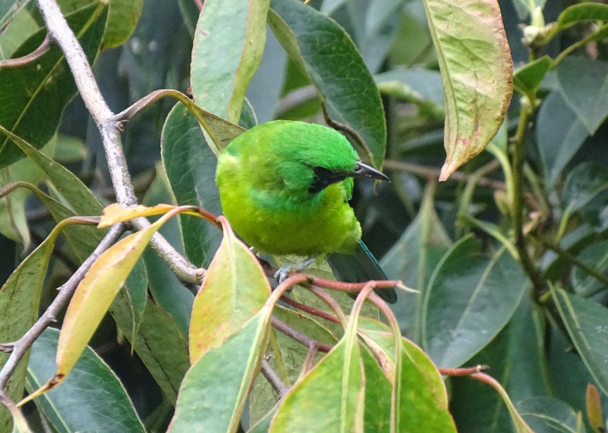 Bornean Leafbird - ML618655235