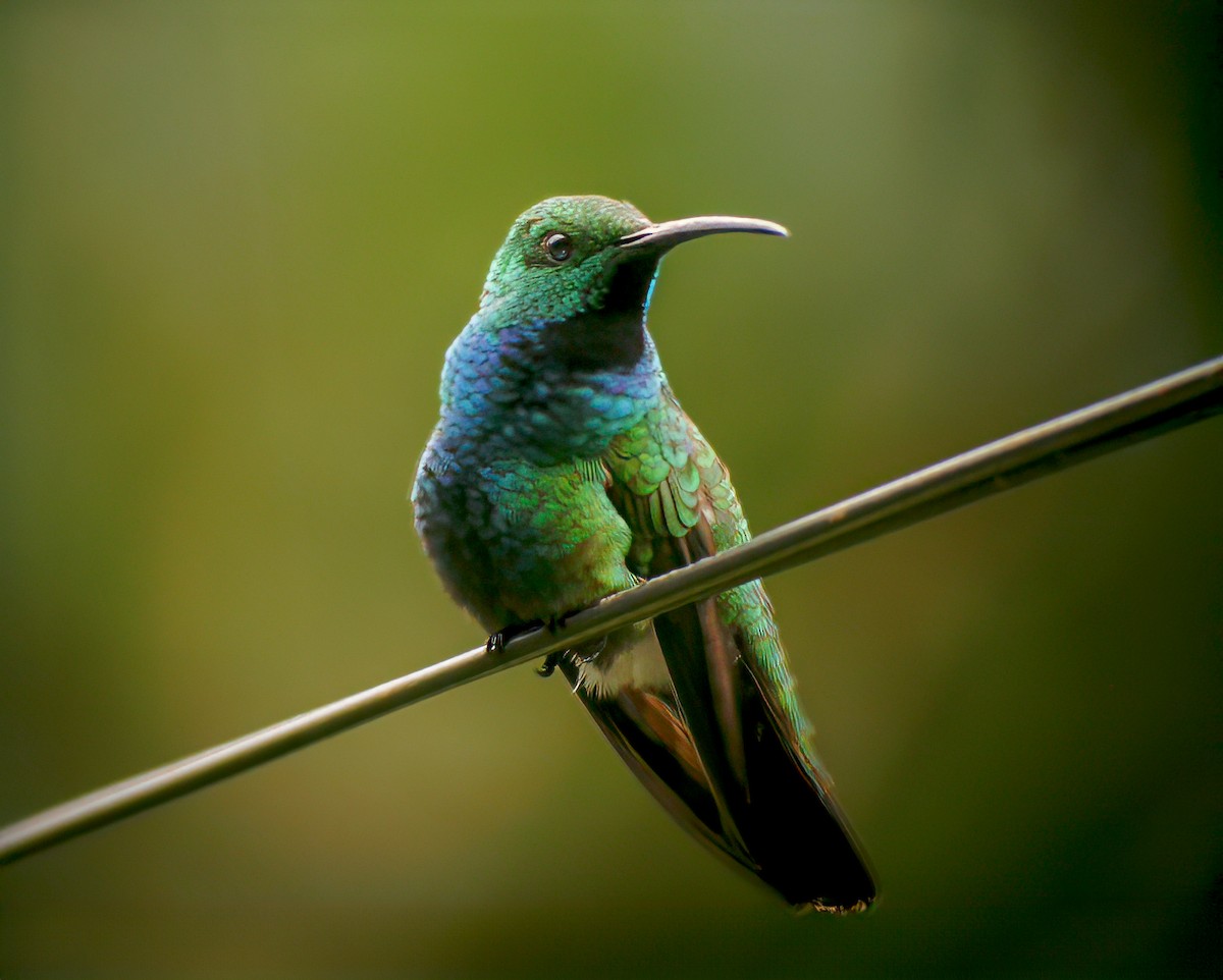 kolibřík lesklý - ML618655256