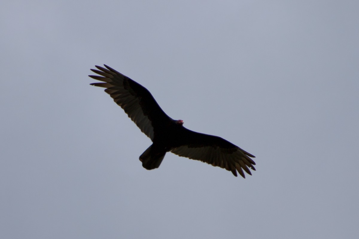 Turkey Vulture - ML618655264