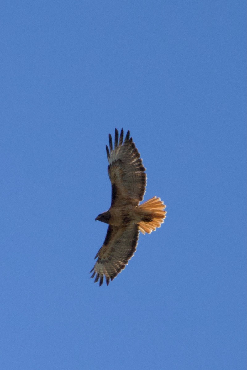 Red-tailed Hawk - ML618655277