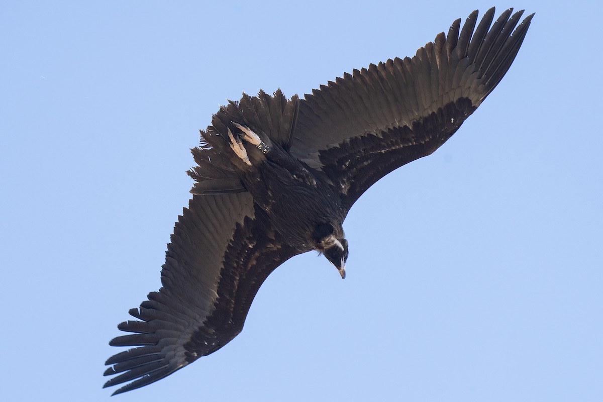 Cinereous Vulture - ML618655329