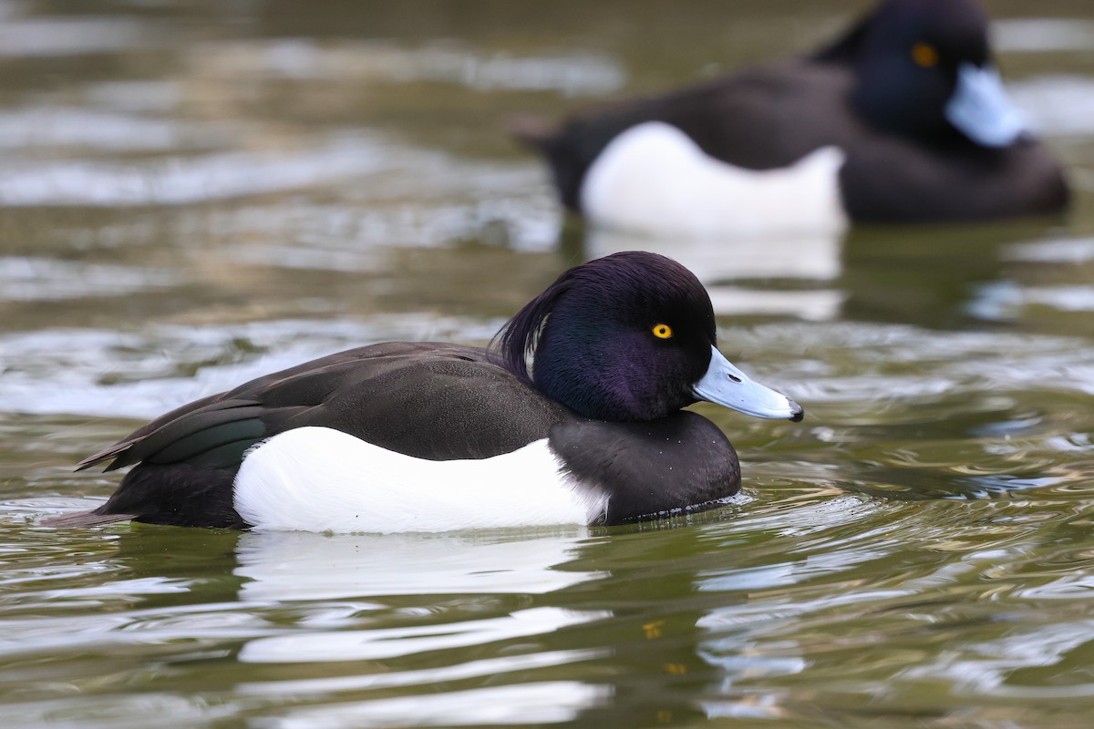 Tufted Duck - ML618655350