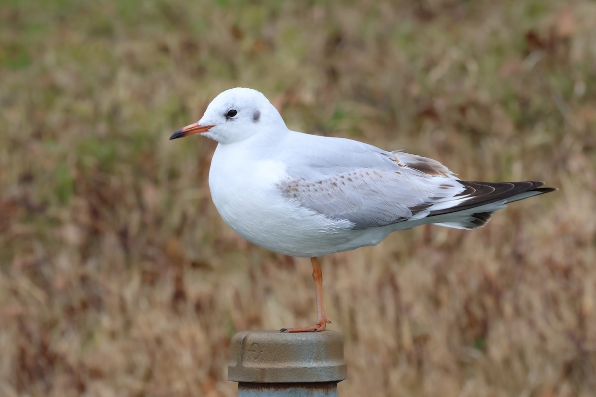 Mouette rieuse - ML618655352