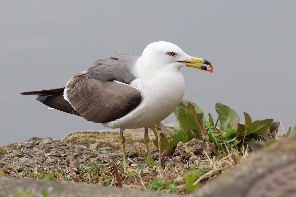 Black-tailed Gull - ML618655356