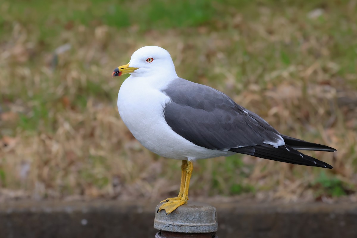 Black-tailed Gull - ML618655357