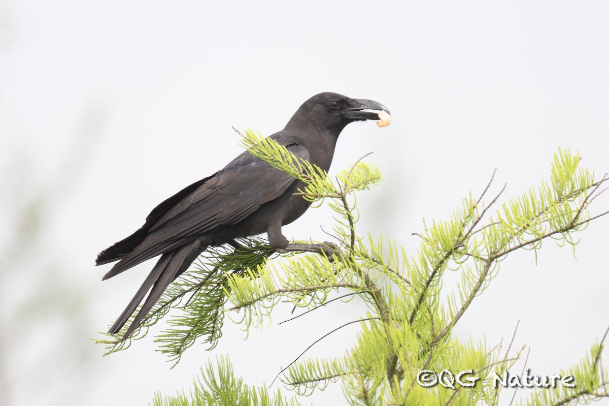 Large-billed Crow (Large-billed) - ML618655359