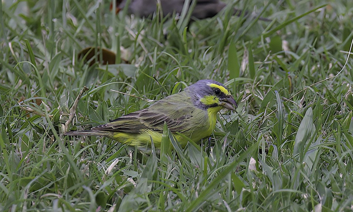 Yellow-fronted Canary - ML618655362
