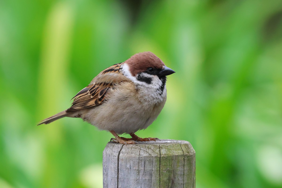 Eurasian Tree Sparrow - ML618655371