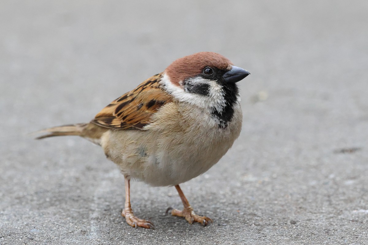 Eurasian Tree Sparrow - ML618655372
