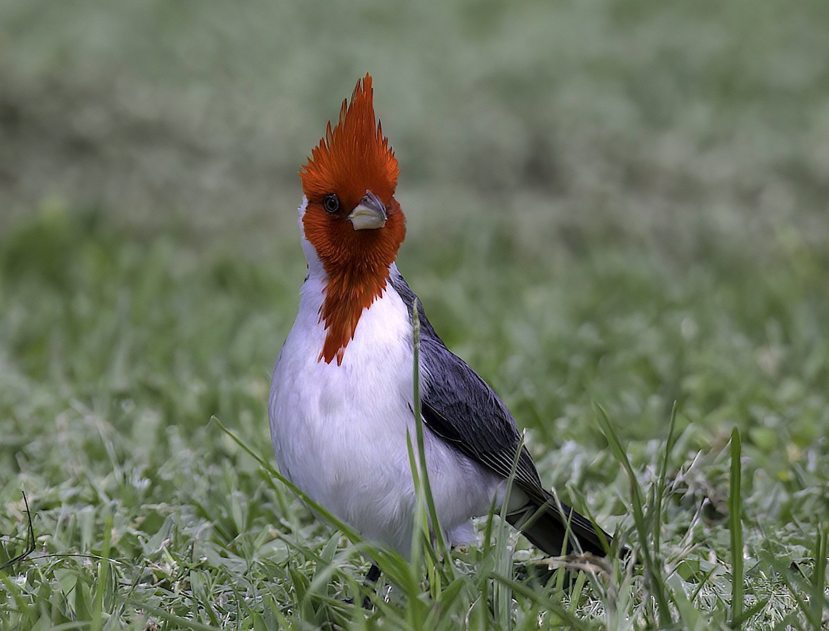 Red-crested Cardinal - ML618655412