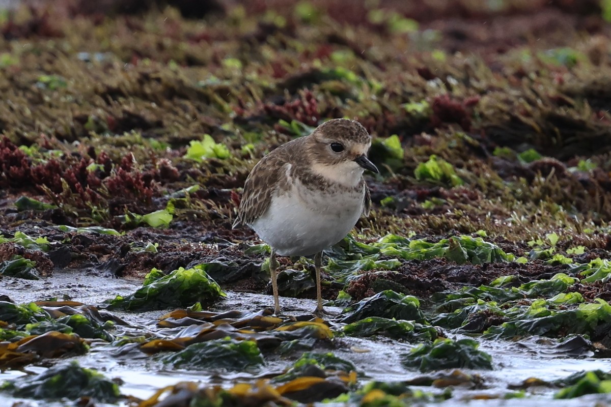 Double-banded Plover - ML618655416