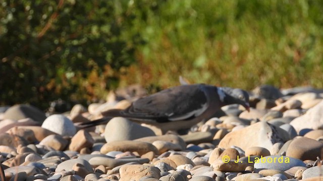 Common Wood-Pigeon - ML618655427