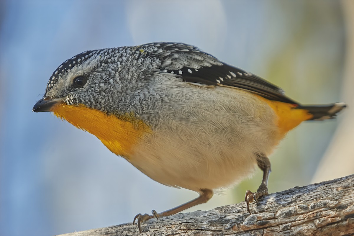 Spotted Pardalote - ML618655466