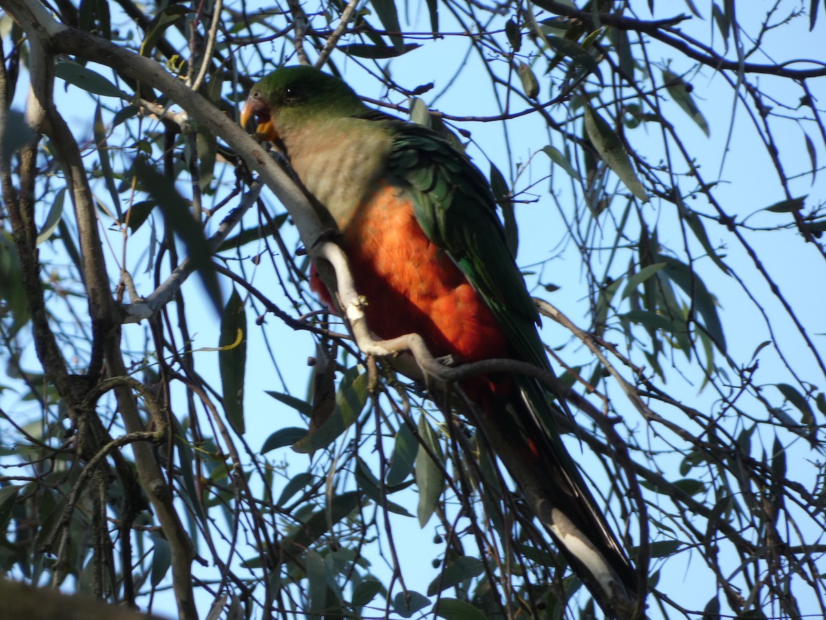 Australian King-Parrot - ML618655492