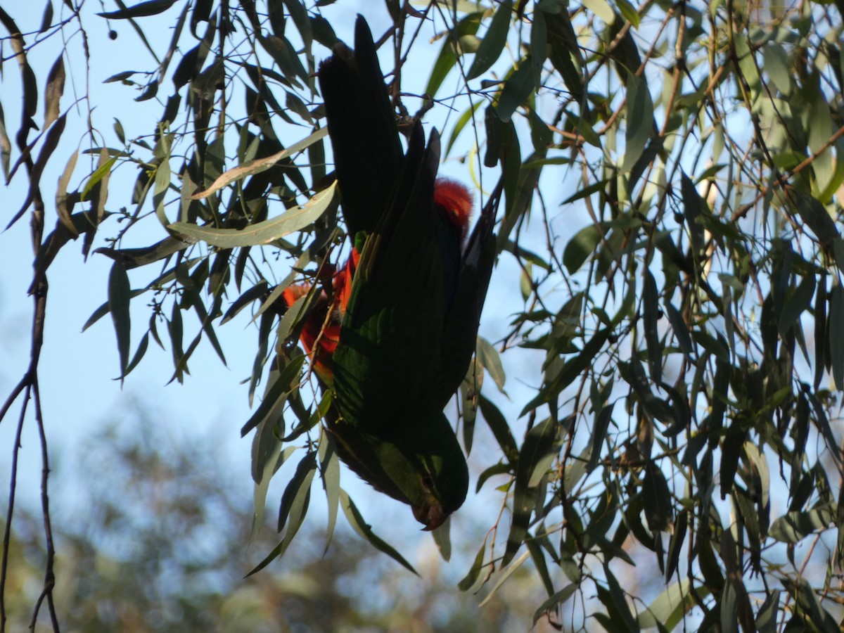 Australian King-Parrot - ML618655493
