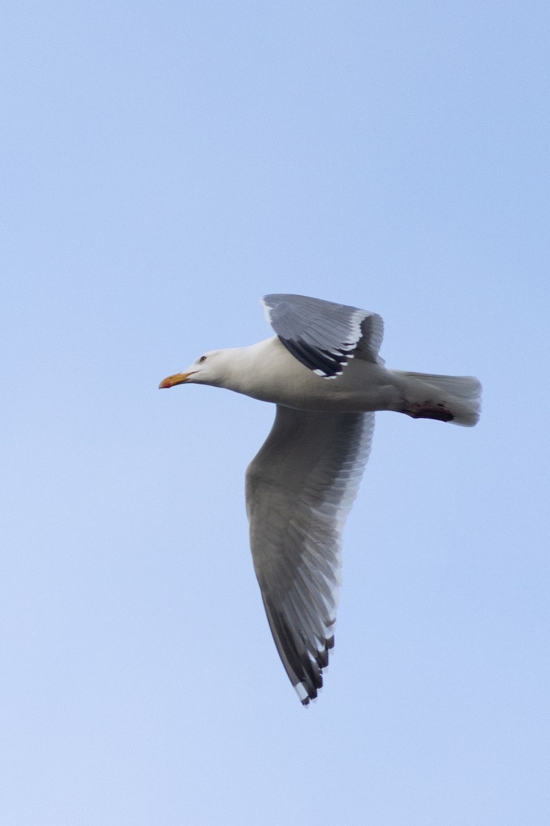 Herring x Glaucous-winged Gull (hybrid) - ML618655498