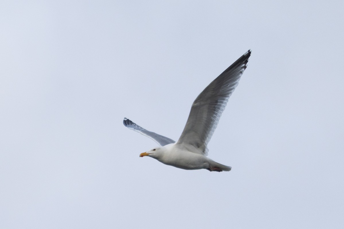 Herring x Glaucous-winged Gull (hybrid) - ML618655522