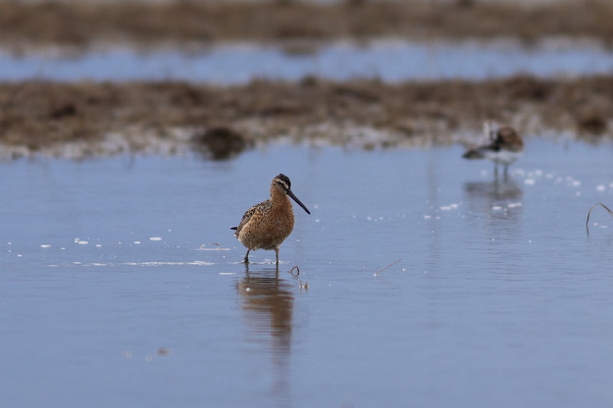 Long-billed Dowitcher - ML618655542