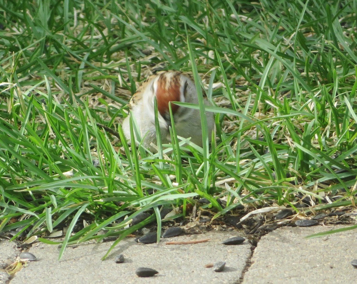 Chipping Sparrow - ML618655553