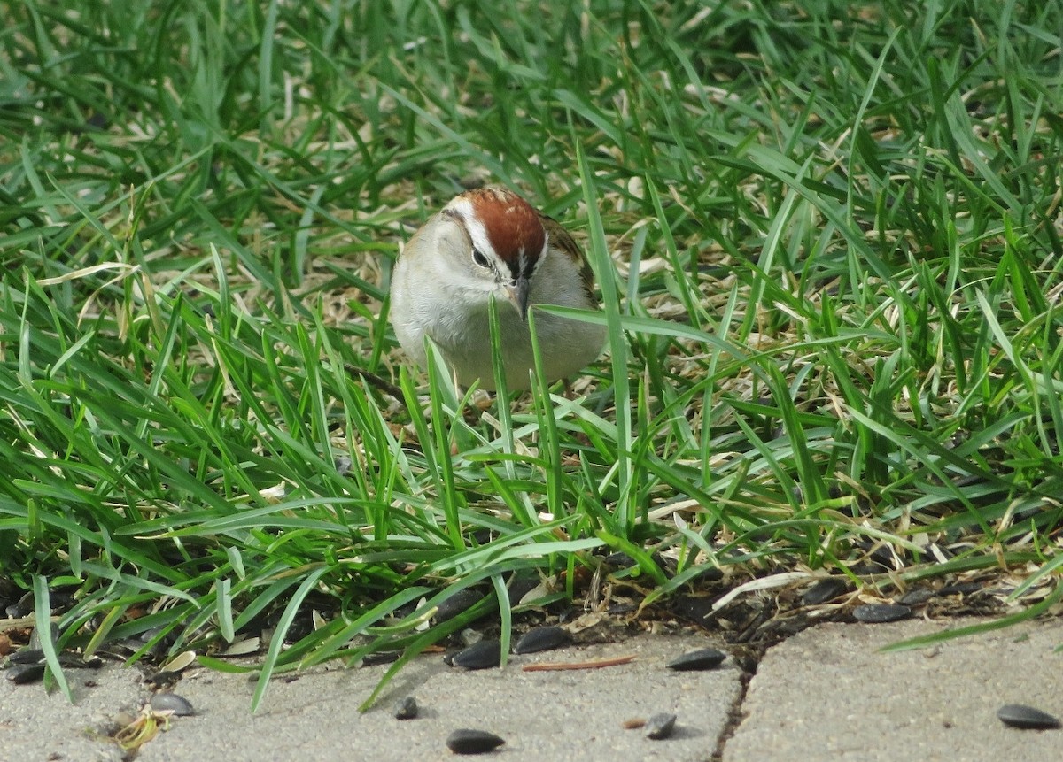 Chipping Sparrow - ML618655554