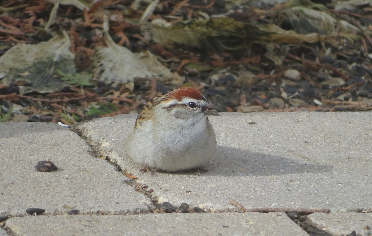 Chipping Sparrow - ML618655555
