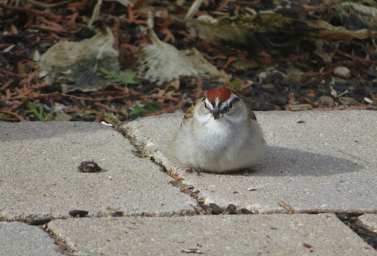 Chipping Sparrow - ML618655557