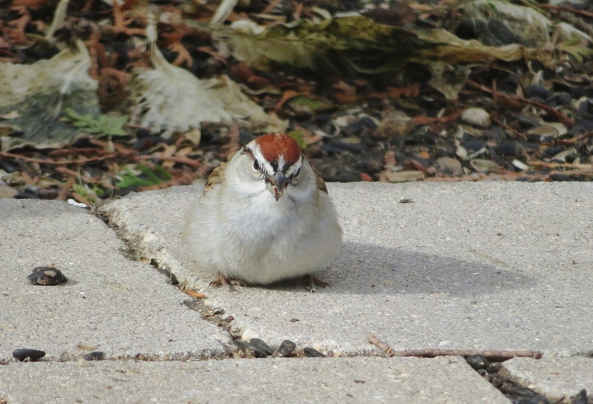 Chipping Sparrow - ML618655558