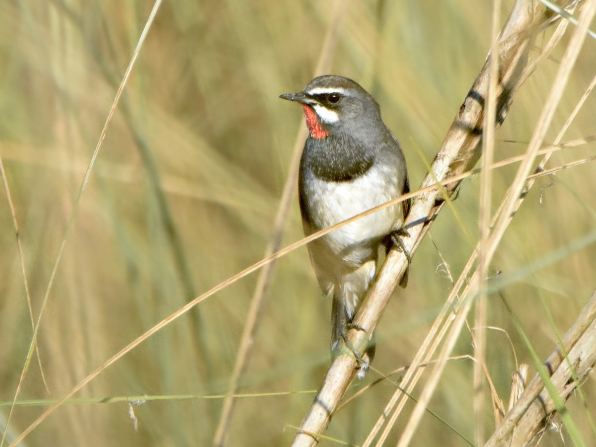 Chinese Rubythroat - Arup Ghosh