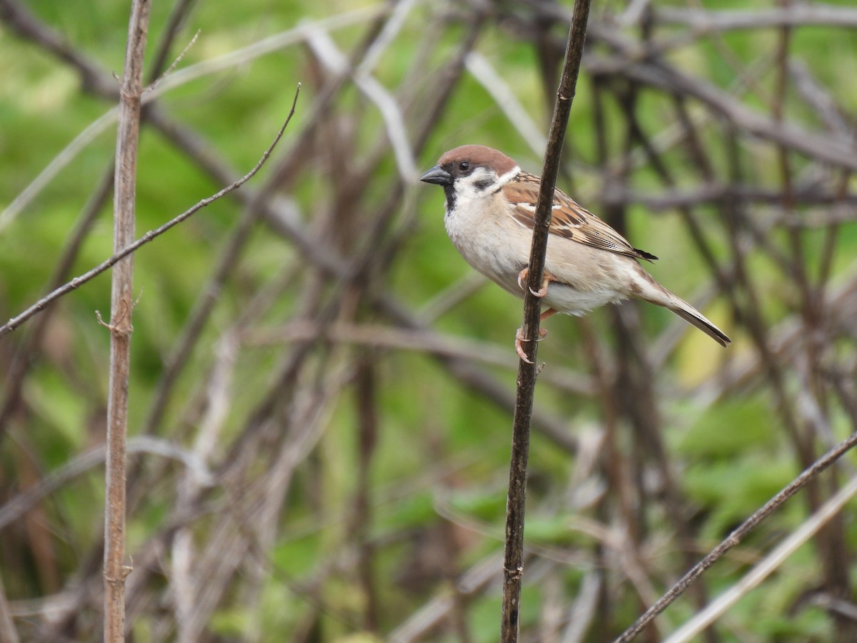 Eurasian Tree Sparrow - ML618655565