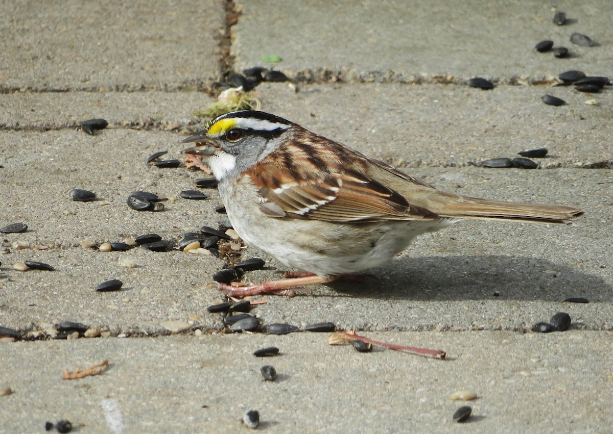 White-throated Sparrow - Guy Wapple