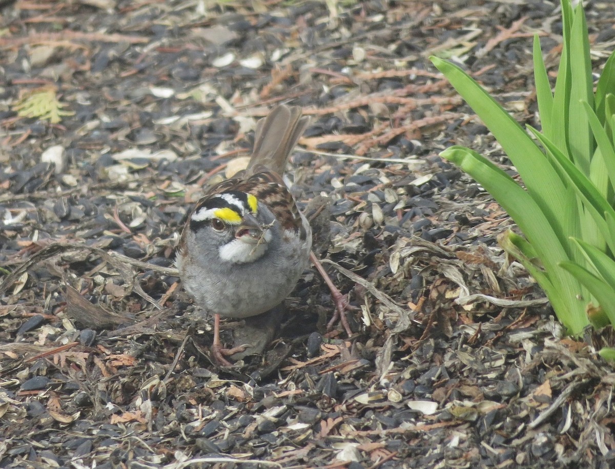 White-throated Sparrow - Guy Wapple