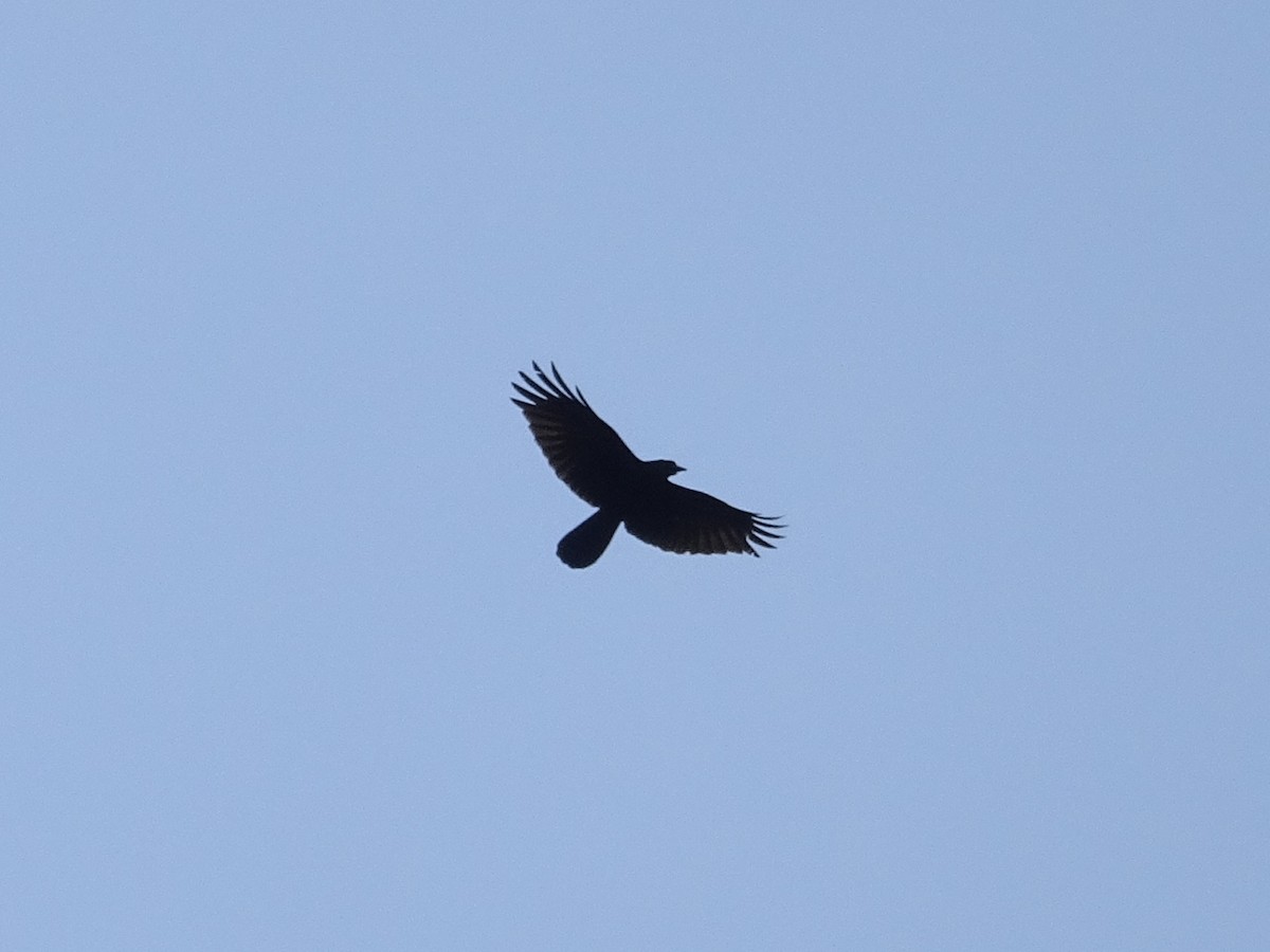 Large-billed Crow - ML618655659