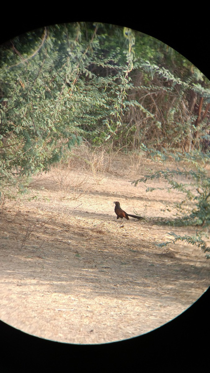 Greater Coucal - ML618655693