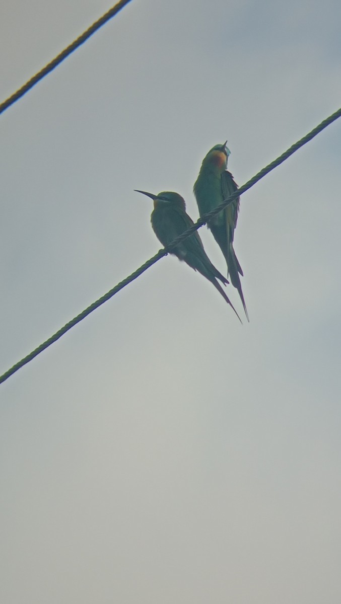 Asian Green Bee-eater - ML618655712