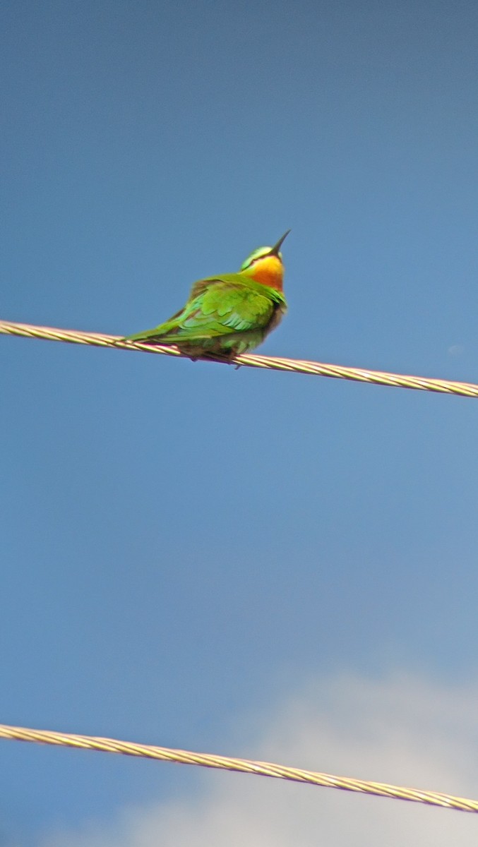 Asian Green Bee-eater - ML618655713