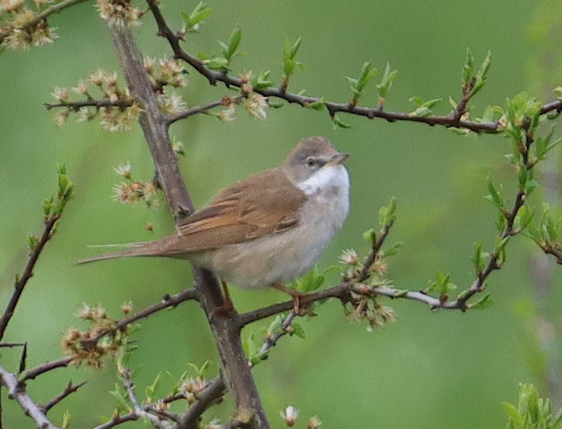 Greater Whitethroat - Bart Westgeest
