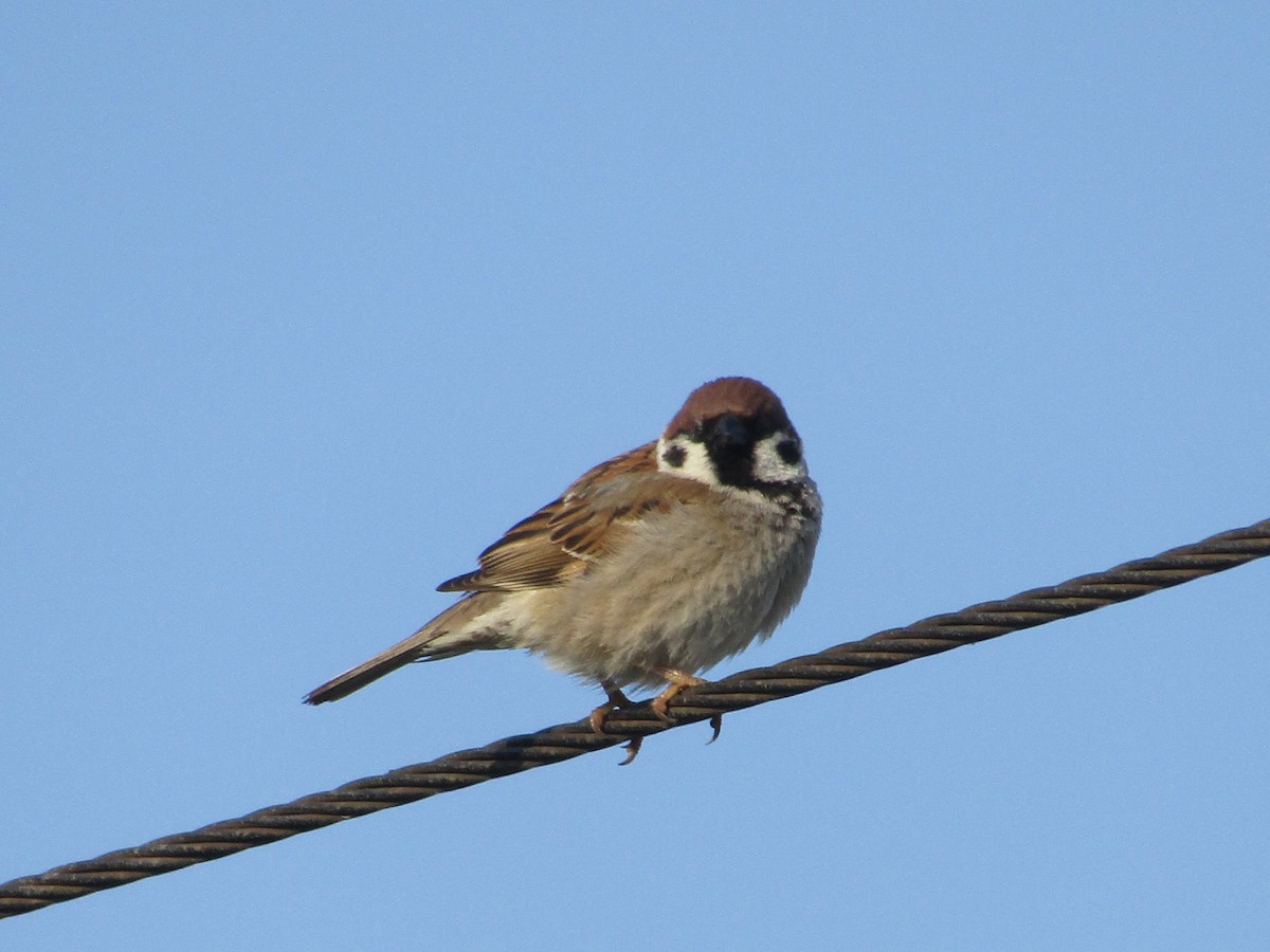 Eurasian Tree Sparrow - Stephen Mumford
