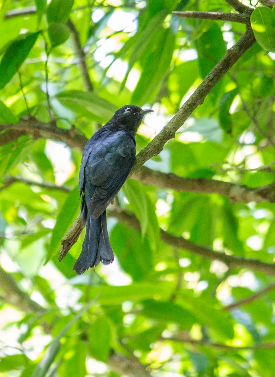Square-tailed Drongo-Cuckoo - ML618655763