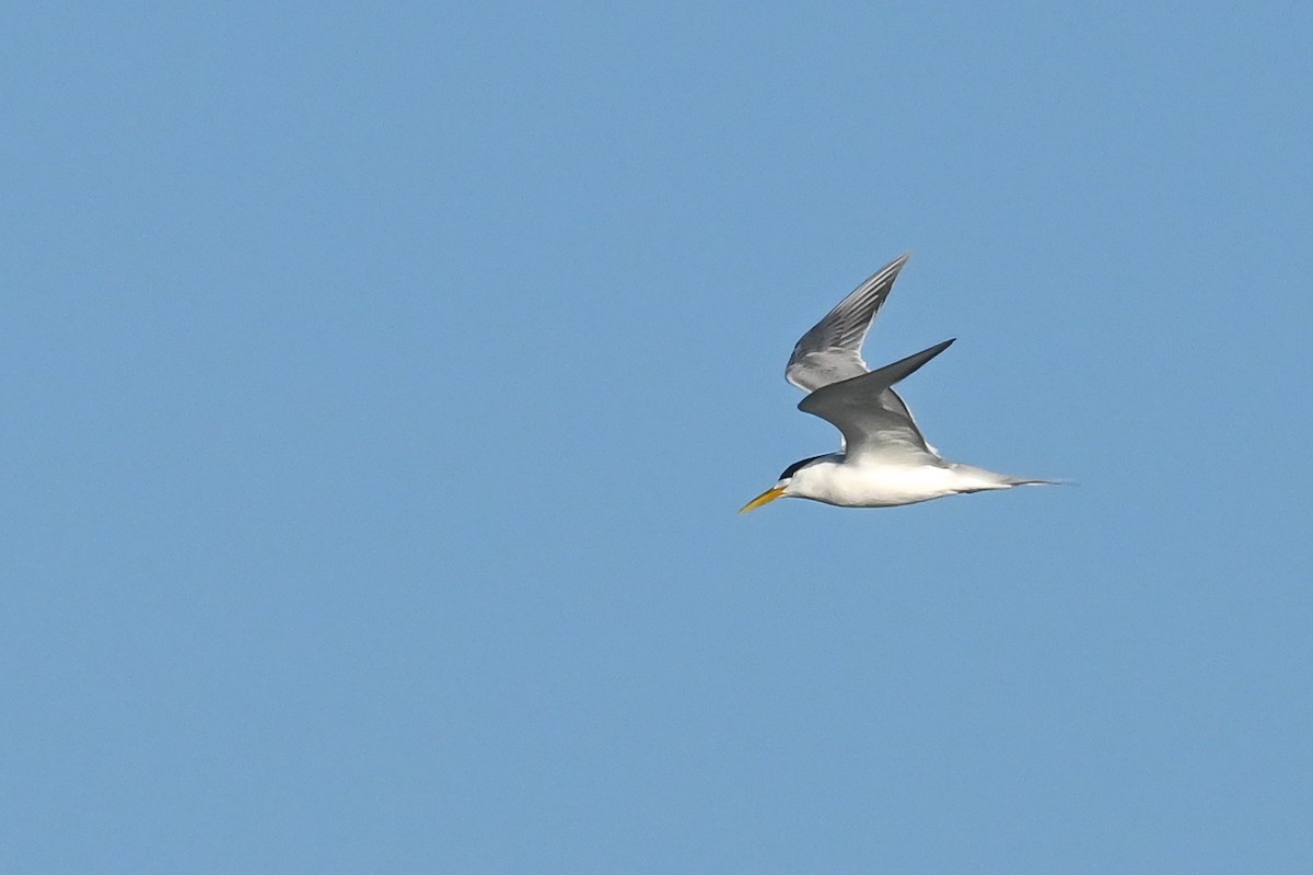 Great Crested Tern - ML618655776