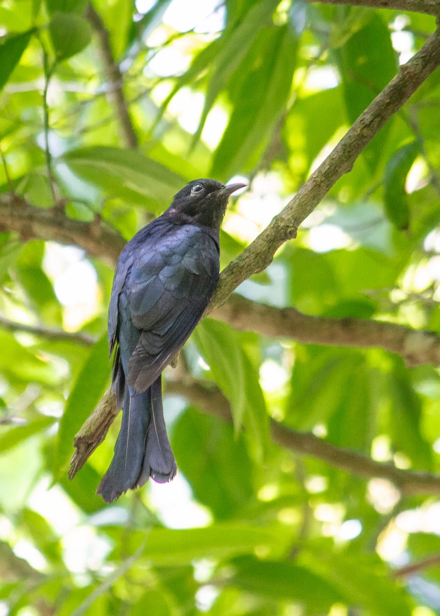 Square-tailed Drongo-Cuckoo - ML618655785
