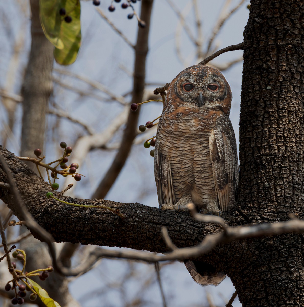 Mottled Wood-Owl - ML618655824