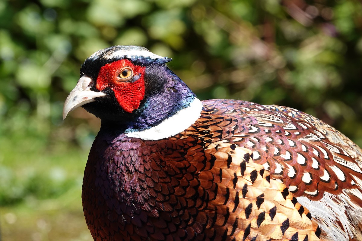 Ring-necked Pheasant - ML618655828