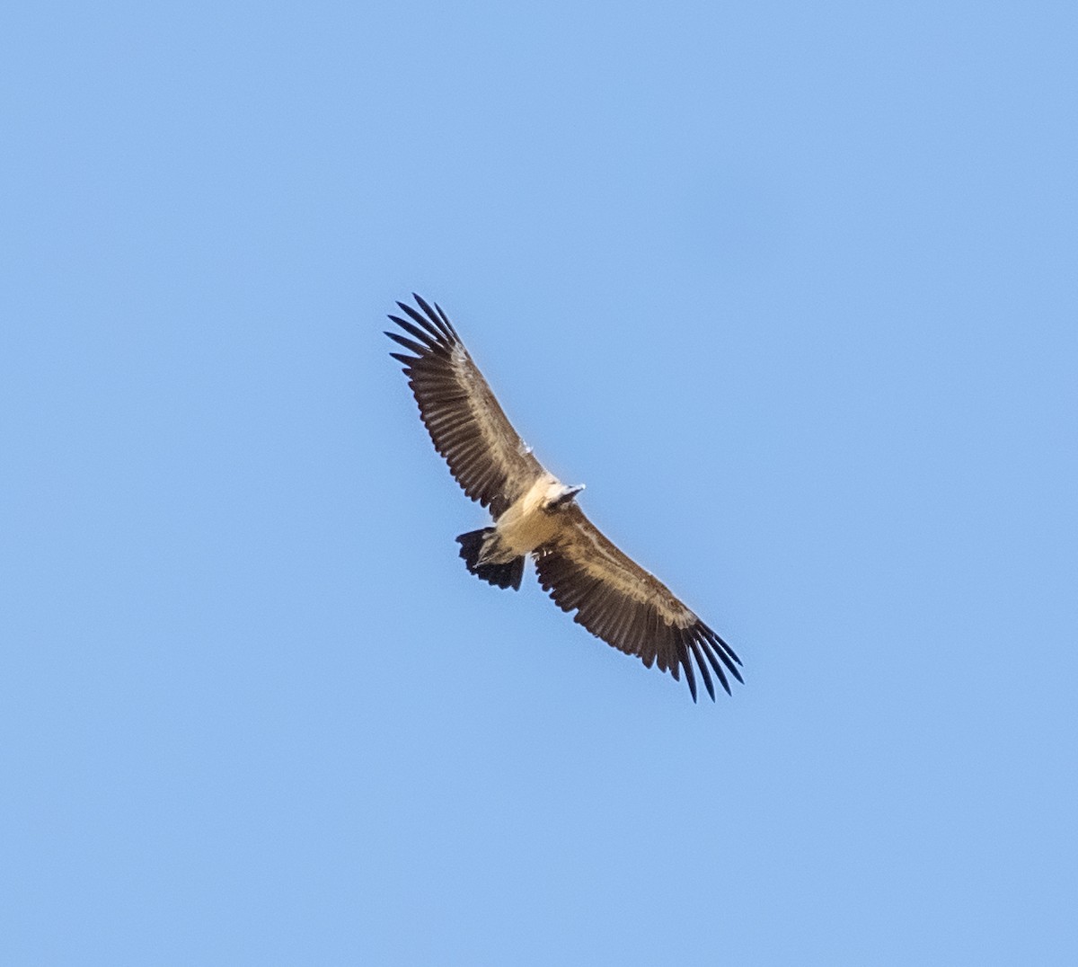 Indian Vulture - ML618655843