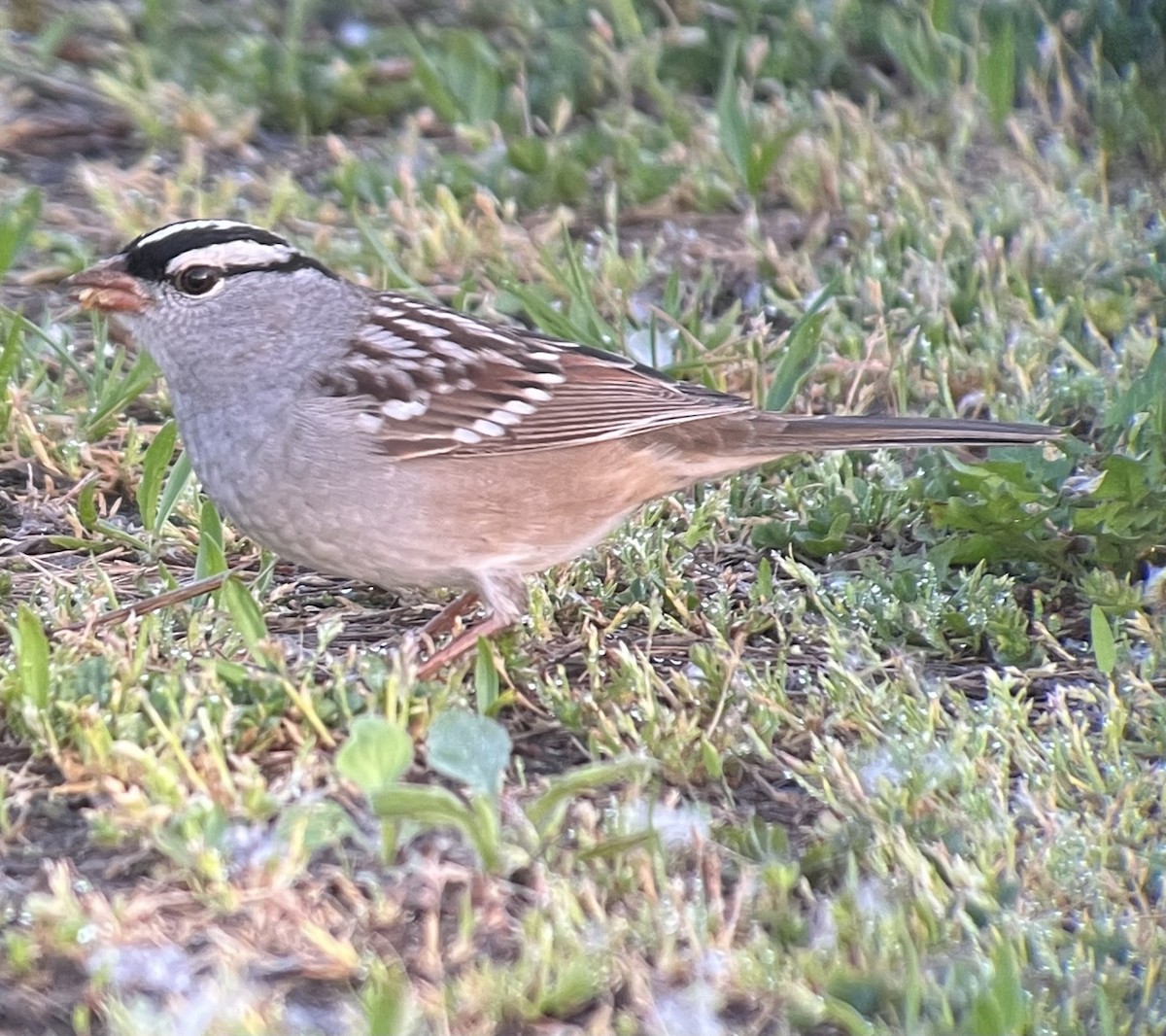 White-crowned Sparrow - ML618655927