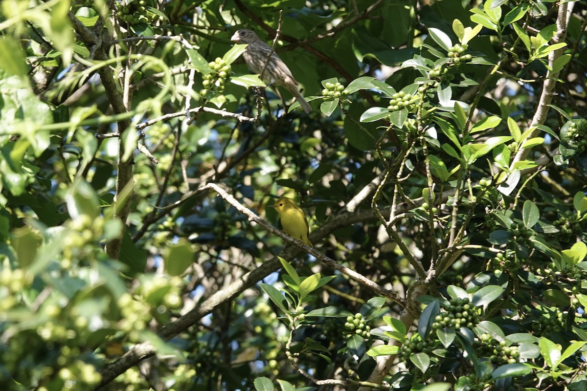 Yellow Warbler (Northern) - ML618655933