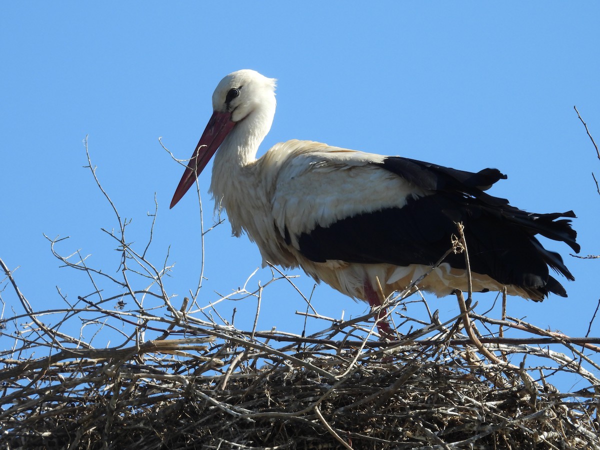 White Stork - ML618655981