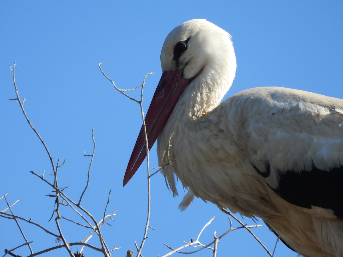 White Stork - ML618655982