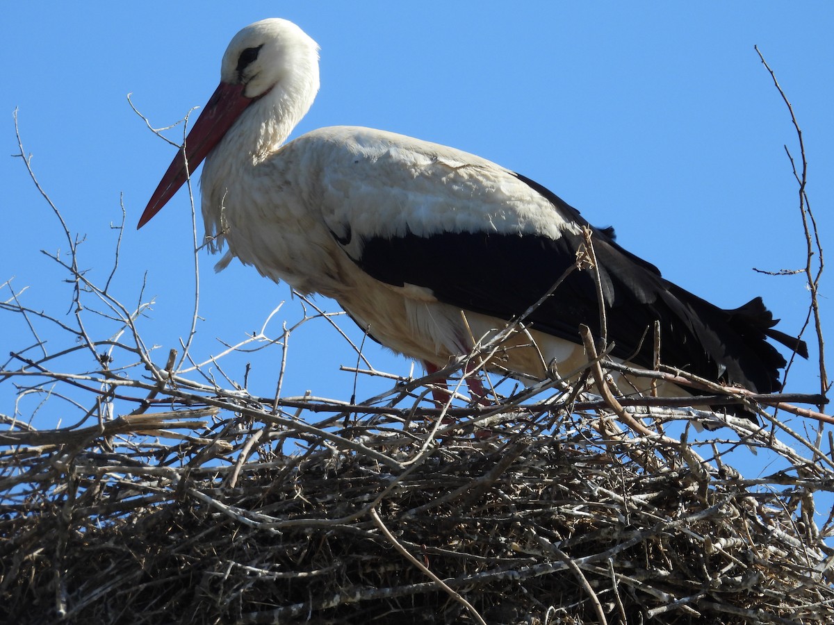White Stork - Fot Tsak