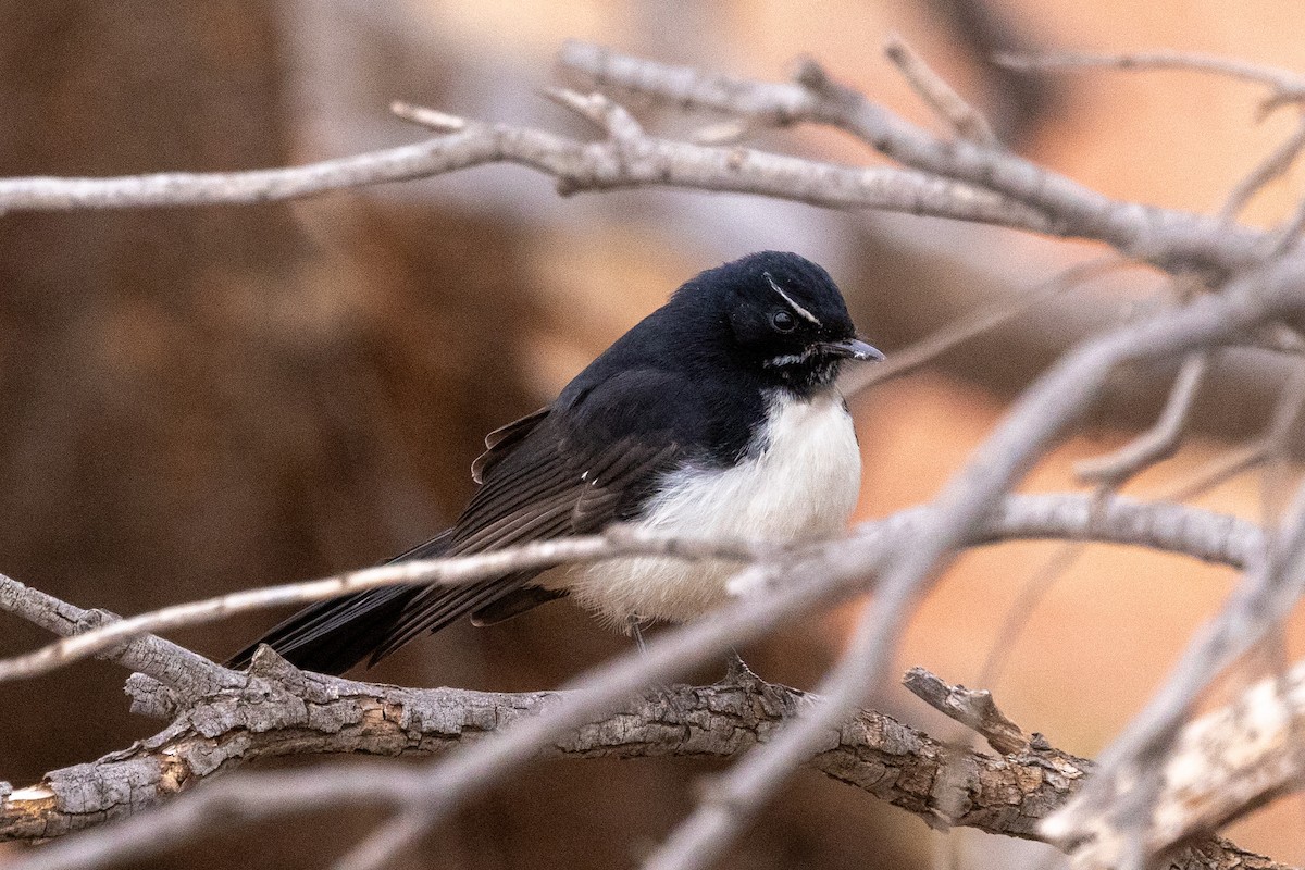 Willie-wagtail - ML618656000